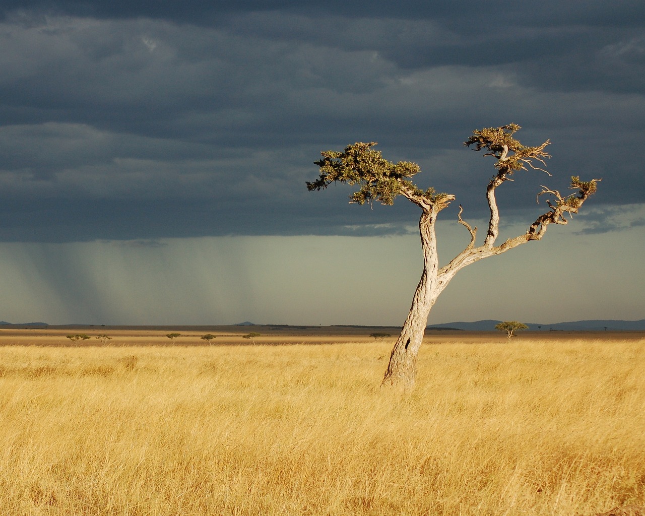 Kenya&#8217;s Climate Change Amendment Act: Striking a Balance with Carbon Markets