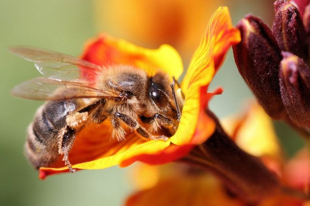 ECJ upholds partial ban on group of insecticides found to harm bees
