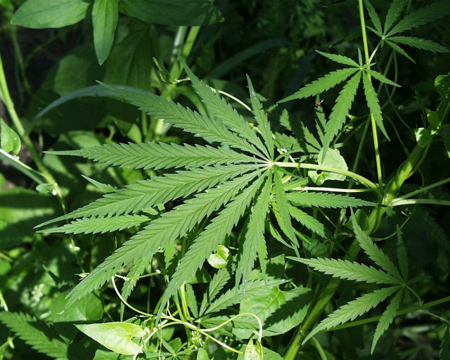 Canada Senate approves bill to legalize recreational marijuana