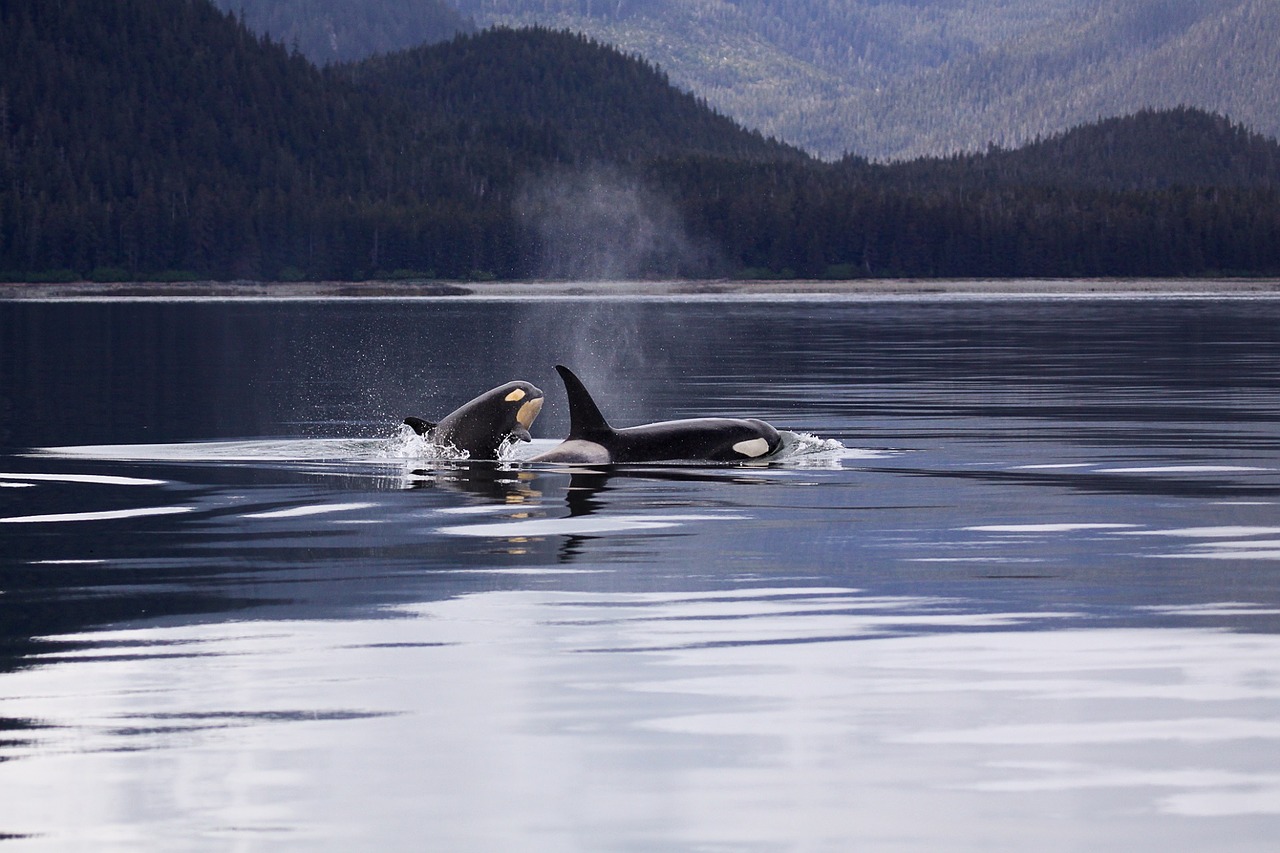 Center for Biological Diversity files suit to protect whales