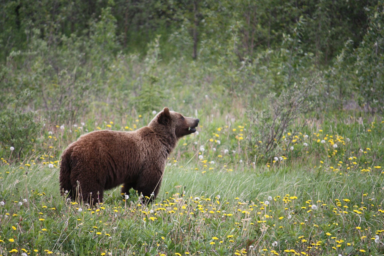 Federal judge rules Yellowstone grizzlies should remain protected