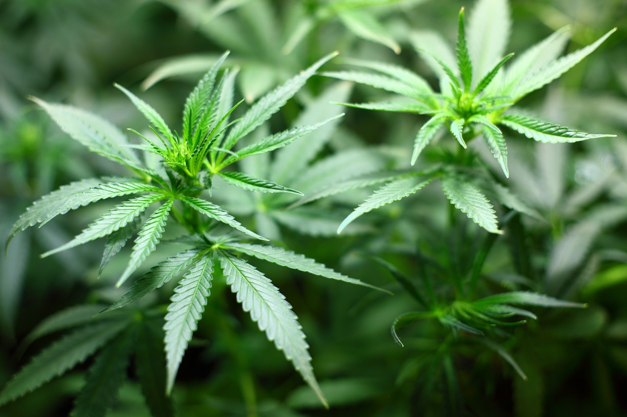 US House approves bill favoring federal marijuana decriminalization