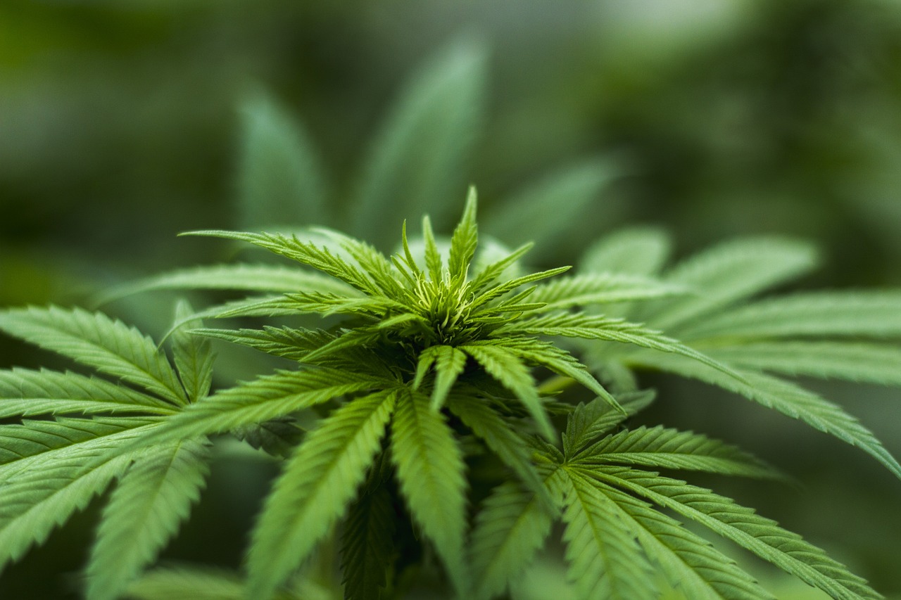 New Hampshire House approves marijuana legalization bill