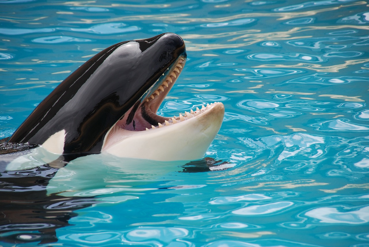 Canada House of Commons approves bill to end captivity of cetaceans