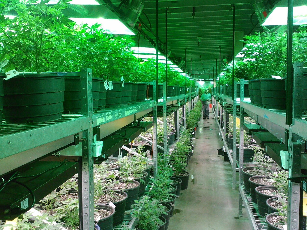 Federal appeals court rules wage law protections apply to marijuana industry workers