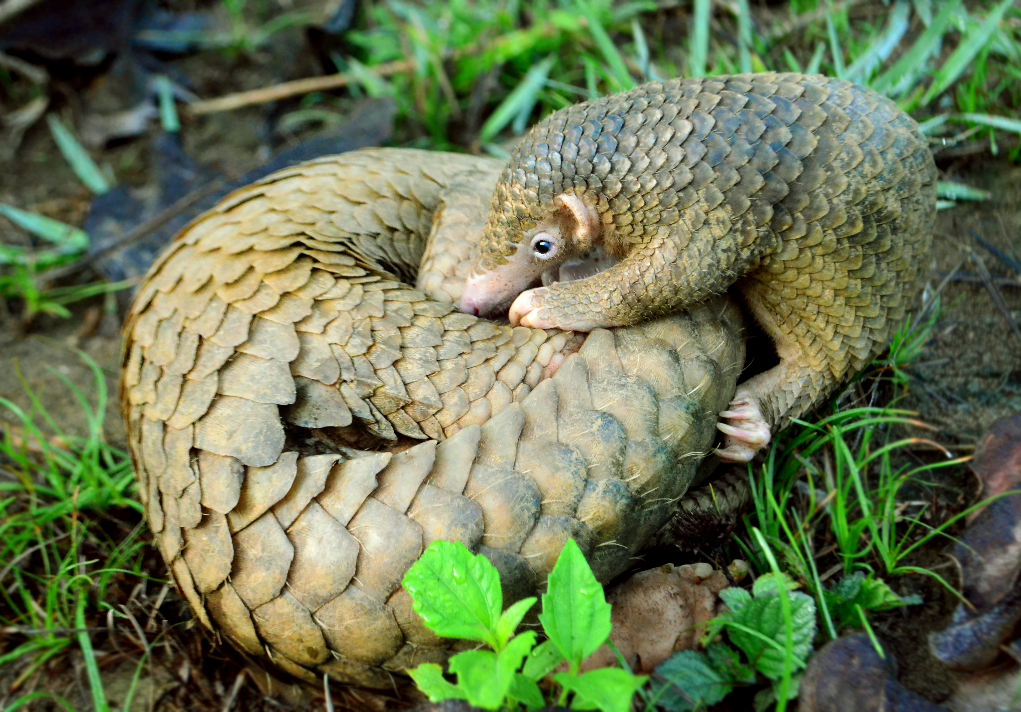 NRDC sues to extend endangered species protection to pangolin