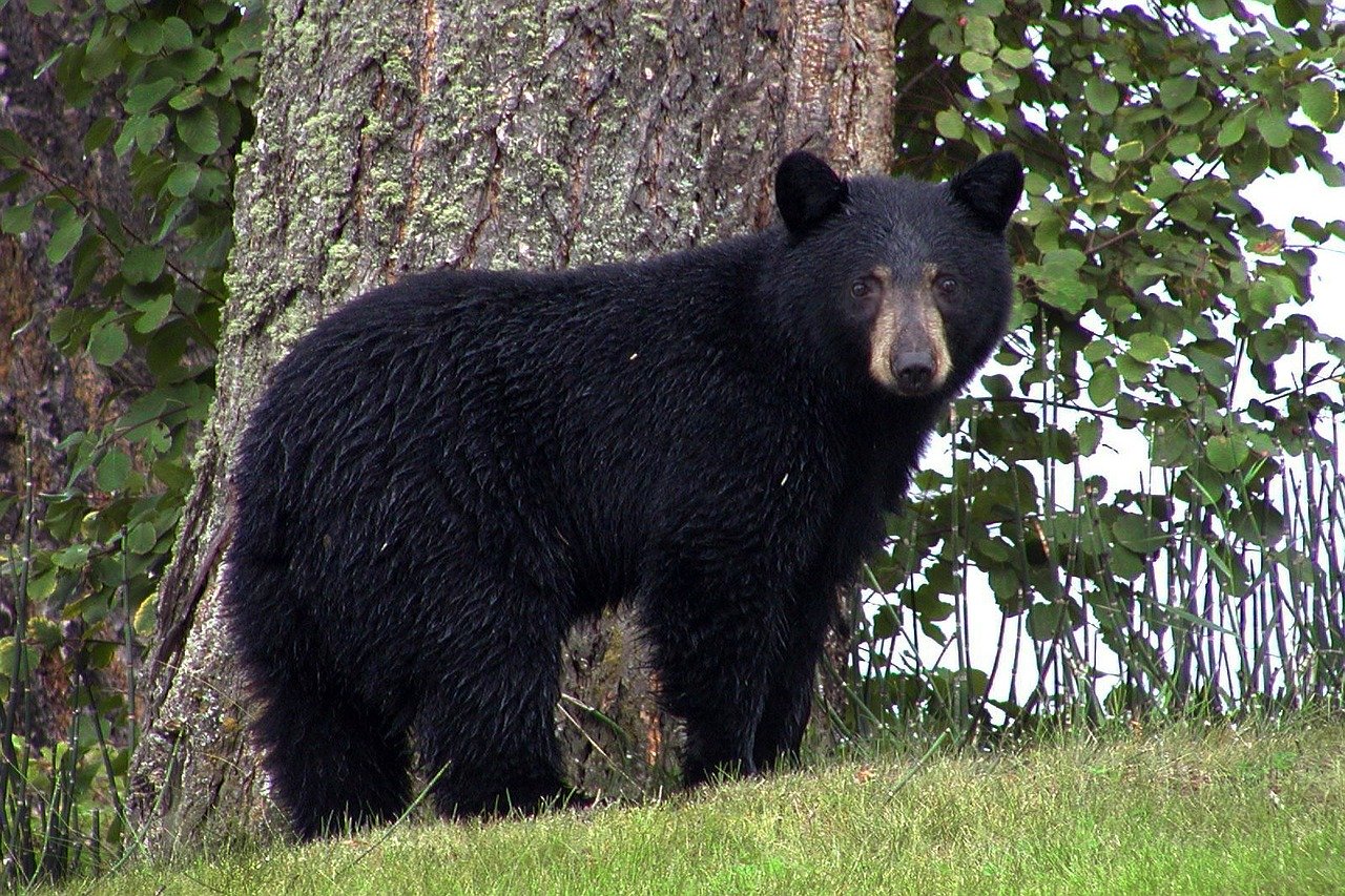 US National Park Service removes prohibitions on hunting practices in Alaska