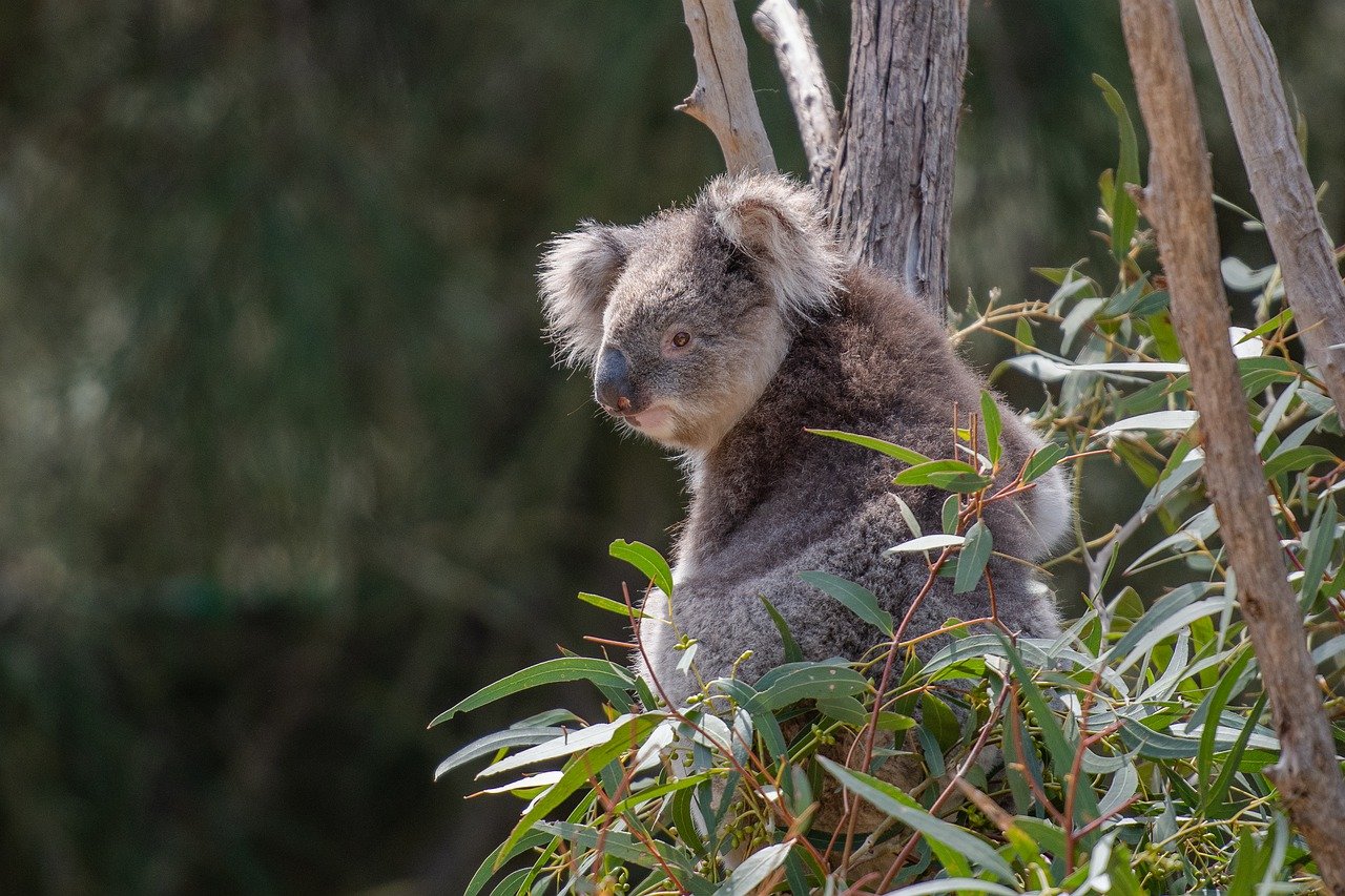 Australia must reform environmental laws to address &#8216;overall state of decline&#8217;: report