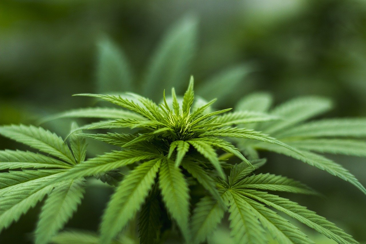 Connecticut legalizes adult recreational marijuana use