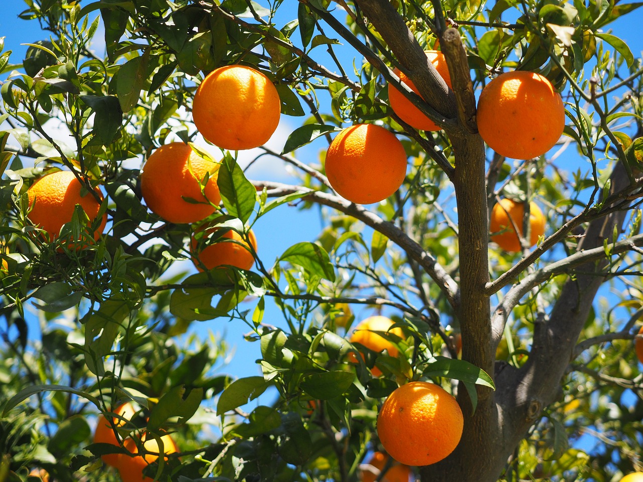 US Supreme Court hears arguments on California agricultural union organizing law