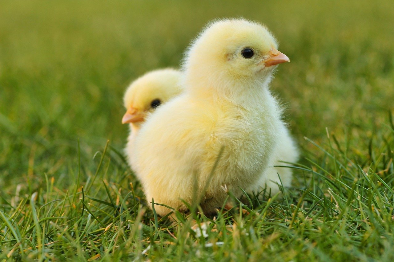France to ban chick culling in 2022