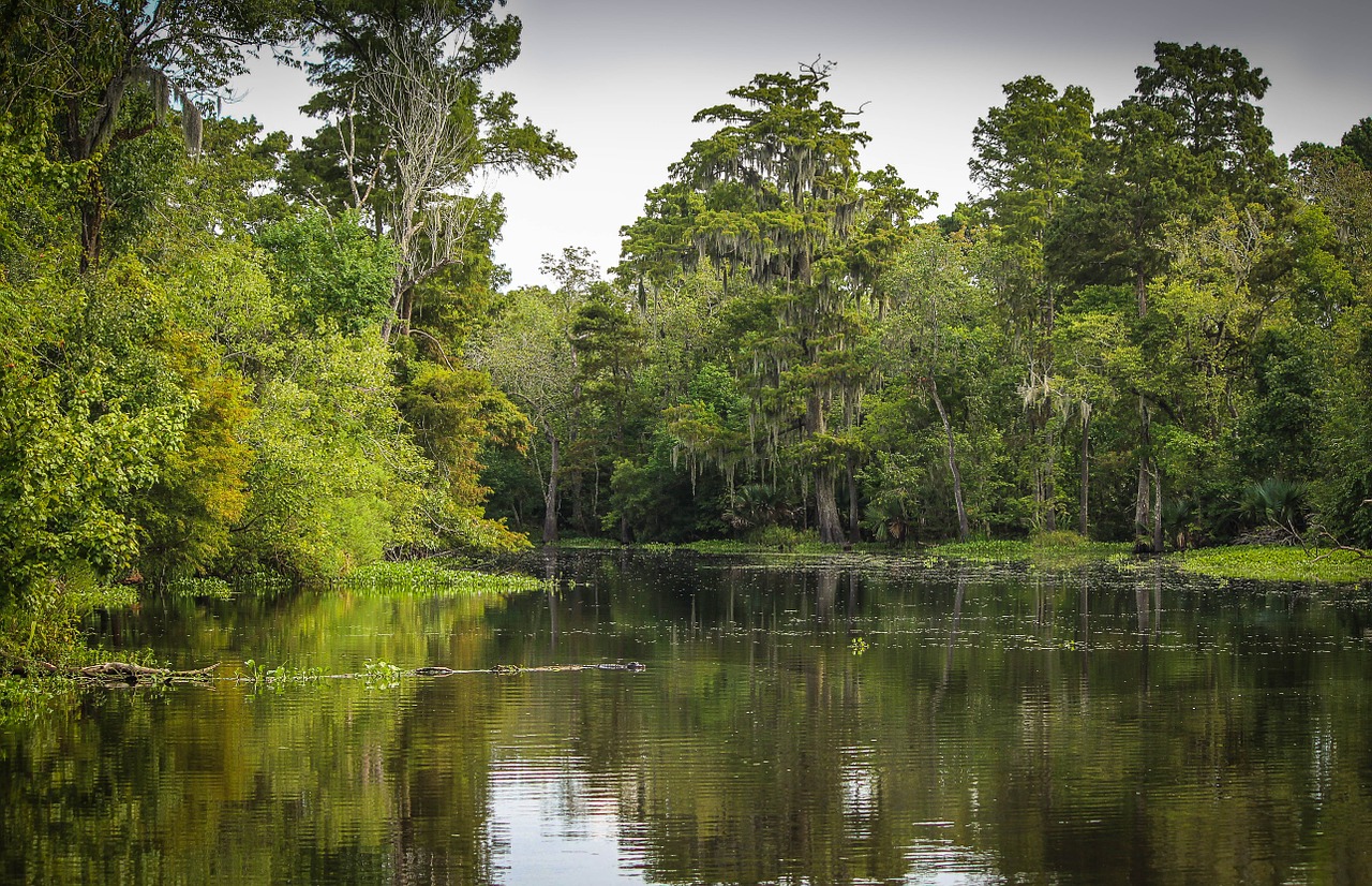 China passes law to protect wetlands