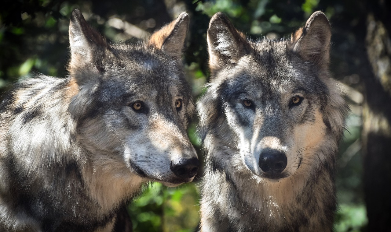 Italian parliament votes to enshrine environmental protections in constitution