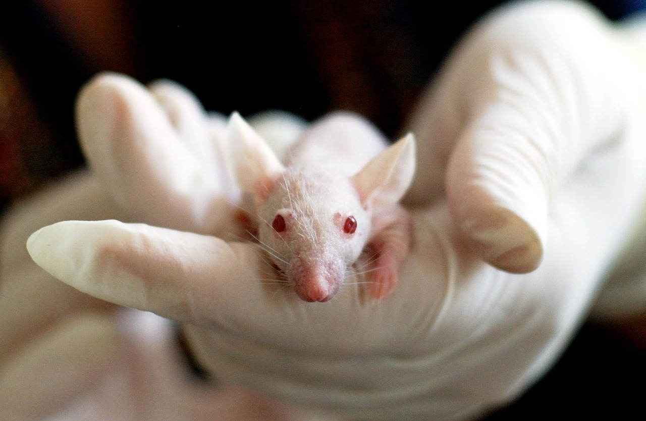 Switzerland voters reject ban on animal testing
