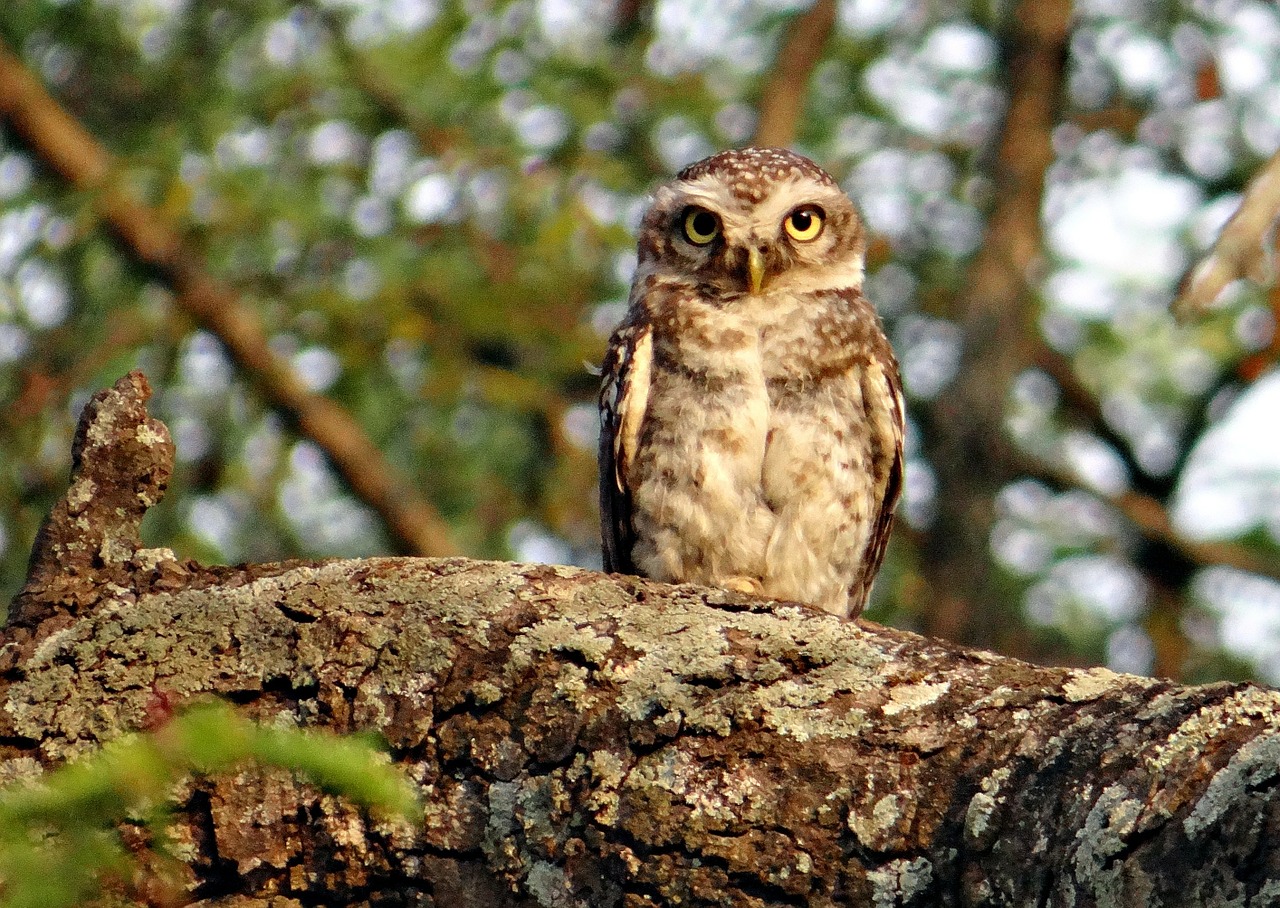 Federal appeals court clears plan to kill one owl species to protect another
