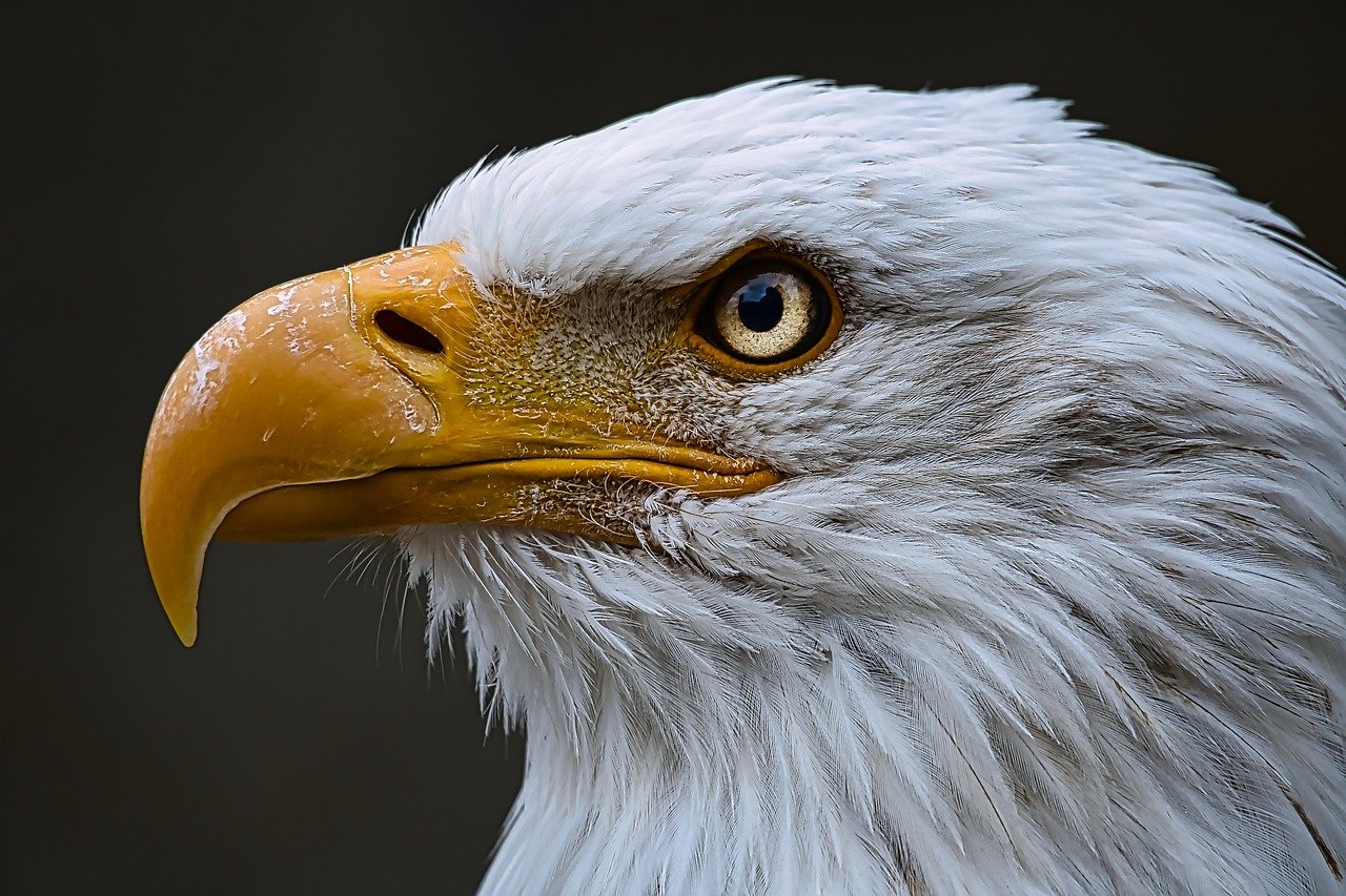 Wind energy company pleads guilty to killing and injuring eagles at its facilities