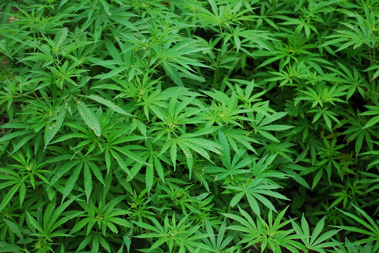 US House passes bill to decriminalize marijuana