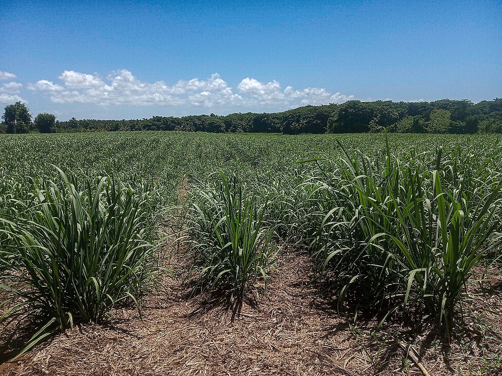 US and Dominican Republic establish working group to address reported labor violations in sugar sector