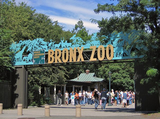 NY court rules Bronx elephant cannot invoke habeas corpus