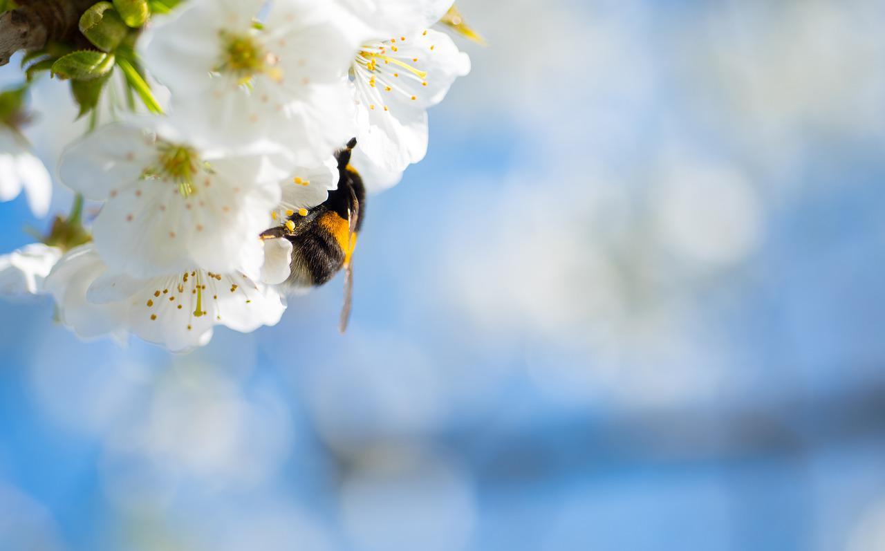 California court rules bees covered by state Endangered Species Act