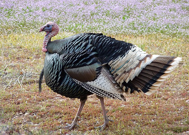 US court denies motion to dismiss antitrust claims against turkey suppliers