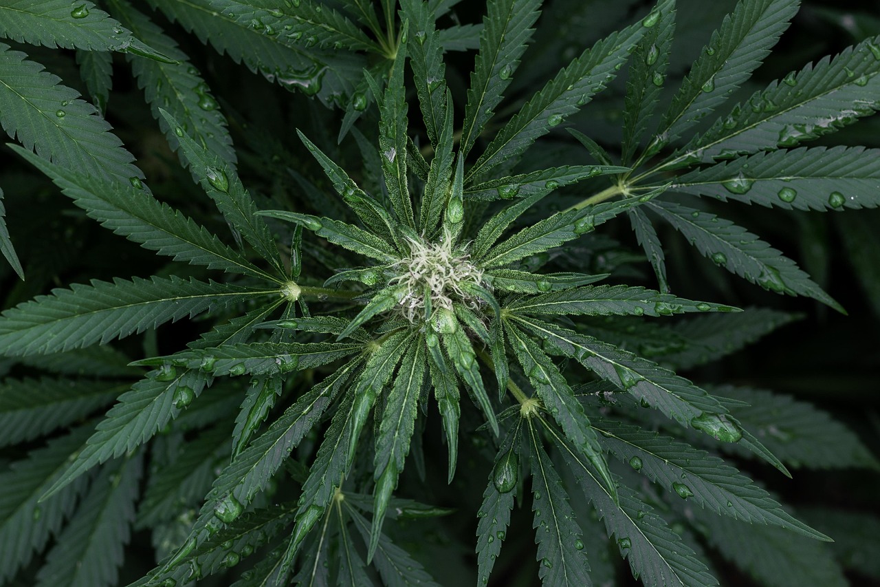 US reschedules medical cannabis to Schedule III, easing federal restrictions