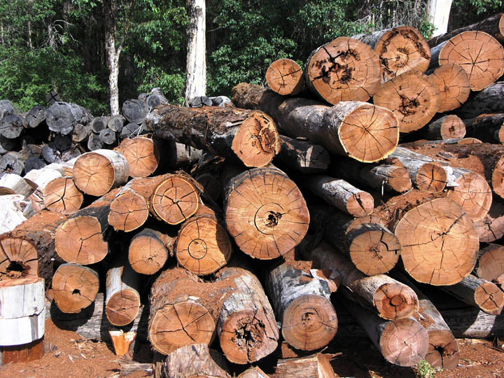 Rights group asks Malaysia to protect Indigenous rights in timber trade