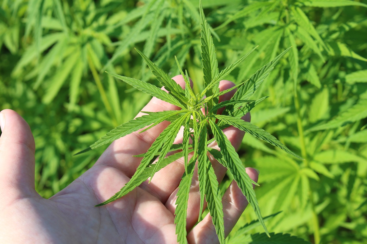 South Dakota governor vetoes industrial hemp bill