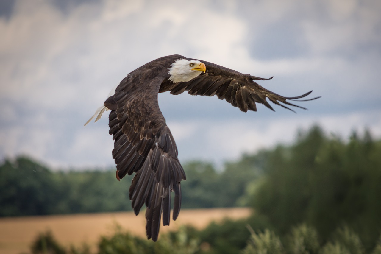 Trump administration changes implementation of Endangered Species Act