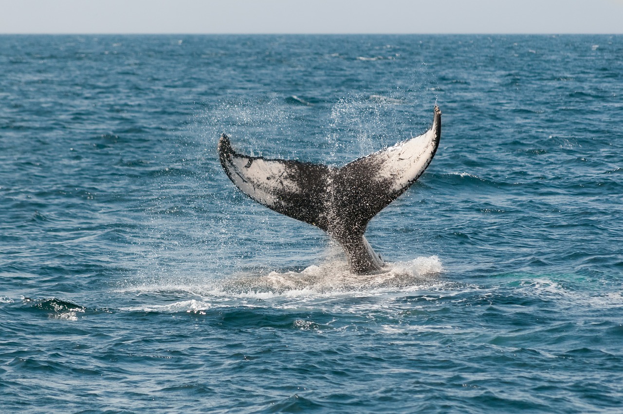Boat restrictions implemented near Boston to protect whales
