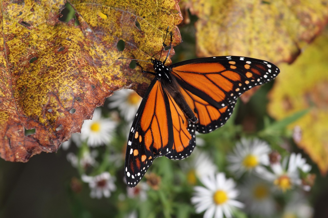 Fish and Wildlife Service sued for failing to act on endangered species proposals
