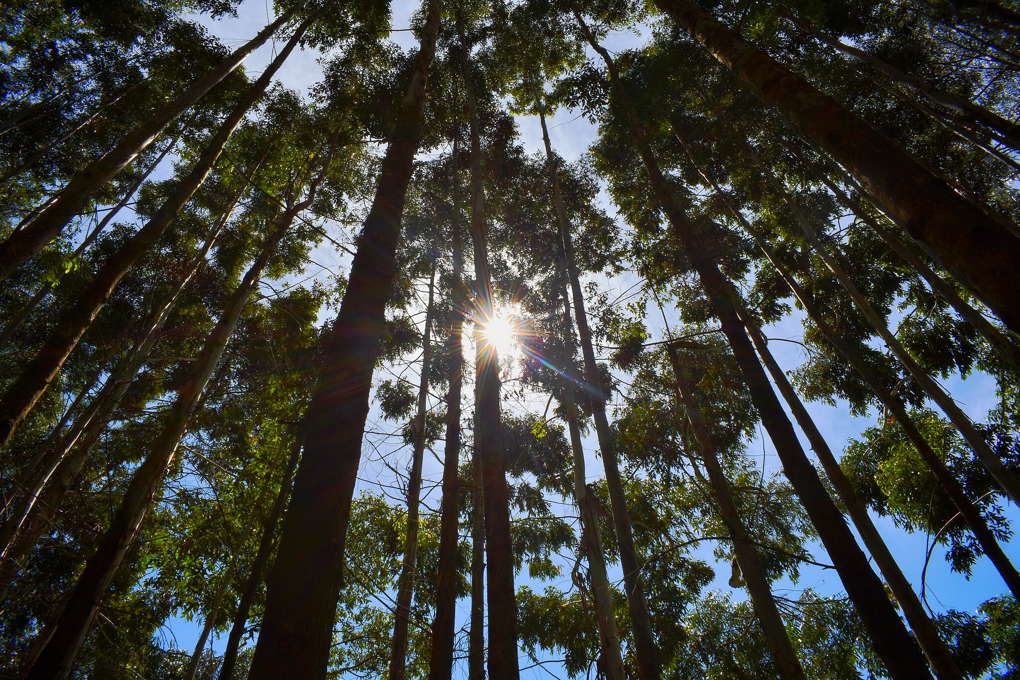 Kenya must halt displacement of Indigenous people from Mau Forest: joint statement