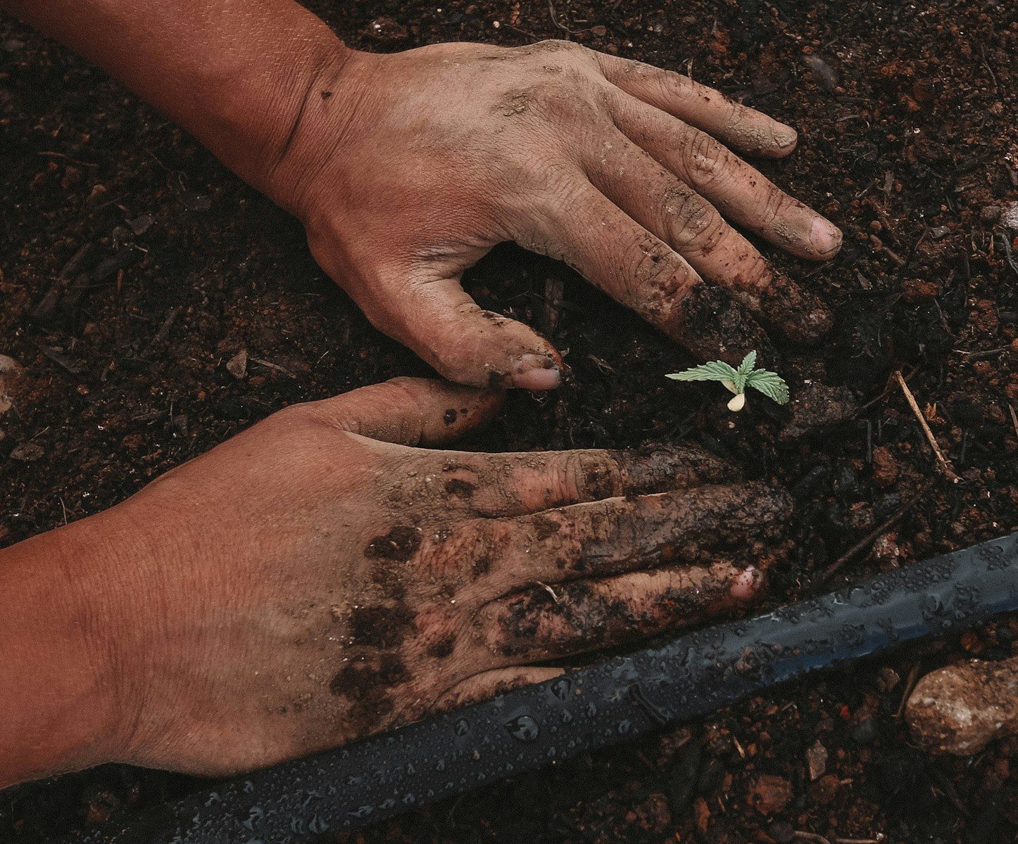 UN rights experts say global food supply under threat from criminalization of peasant seed systems